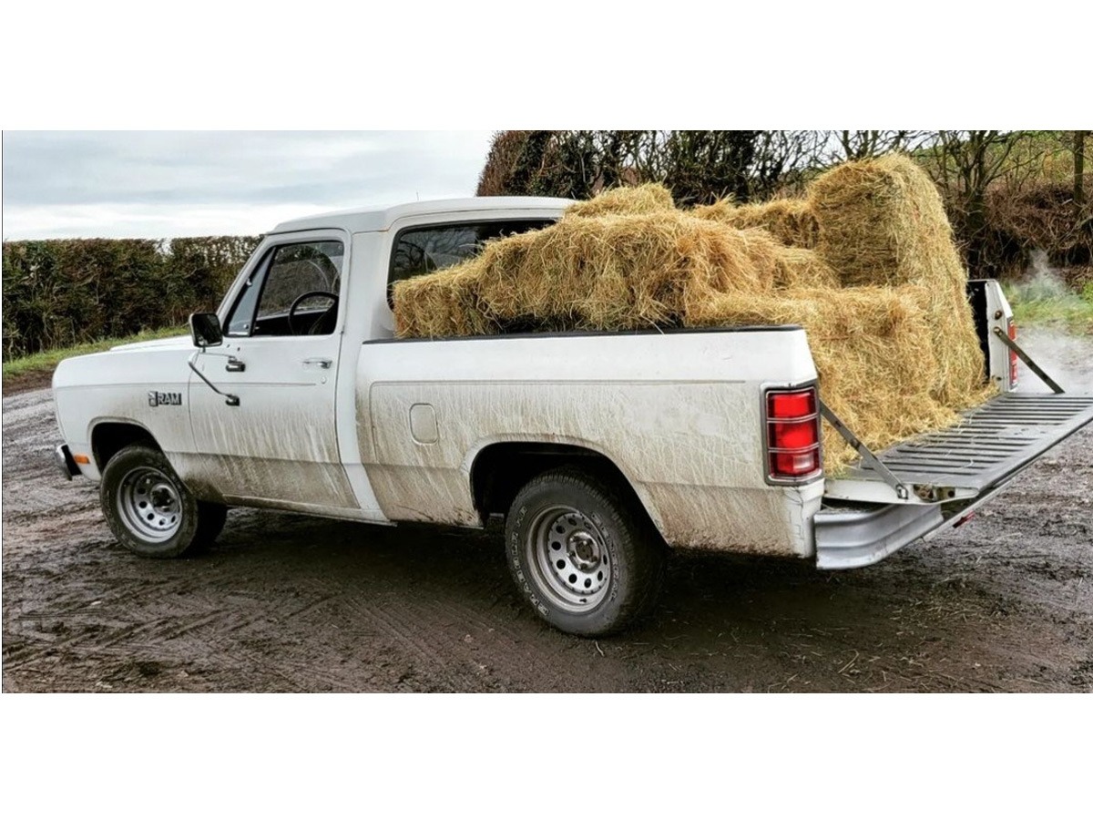 1983 Dodge D150 Image 4