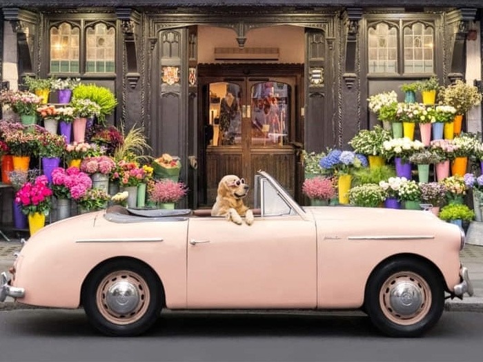 1950 Austin A40 Image 4